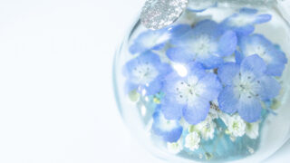 【枯れない本物のネモフィラ】 Nemophila Baby Blue Eyes